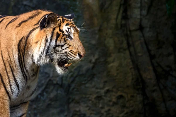 Close-up van de tijger. — Stockfoto