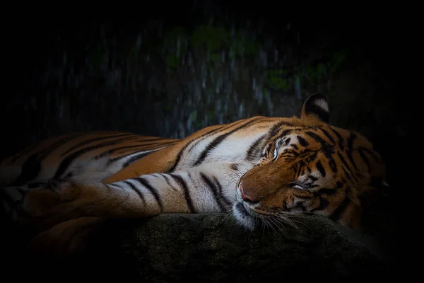 Chiudi tigre . — Foto Stock