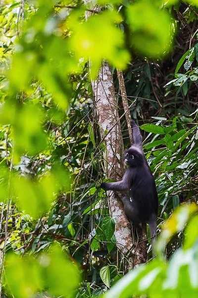 Macaco-de-folhas-escuras . — Fotografia de Stock