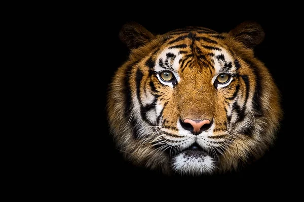 Close up tiger. — Stock Photo, Image