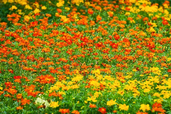 Fechar flores . — Fotografia de Stock