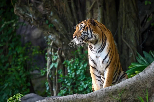 Primer plano Tigres . — Foto de Stock