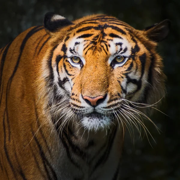 stock image Close up tiger