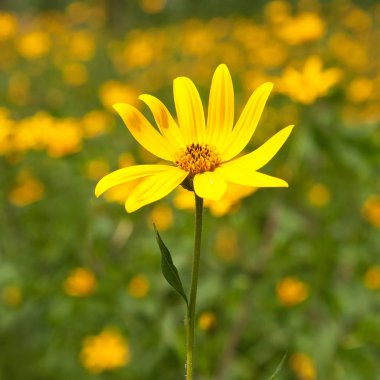 çiçek kadar yakın