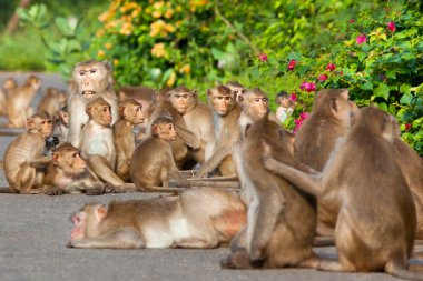 Maymun kadar kapatın