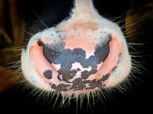 Κοντινό πλάνο αγελάδα — Φωτογραφία Αρχείου