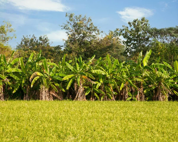 Muz ağacı pirinç arkasında