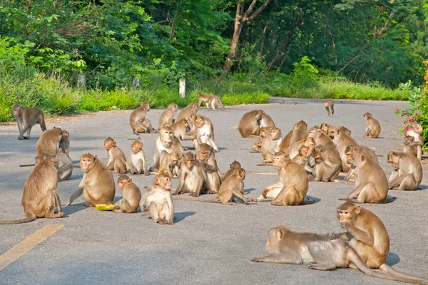 Maymun kadar kapatın