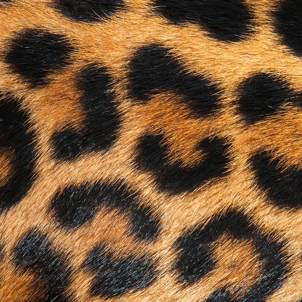 Close up Tiger — Stock Photo, Image