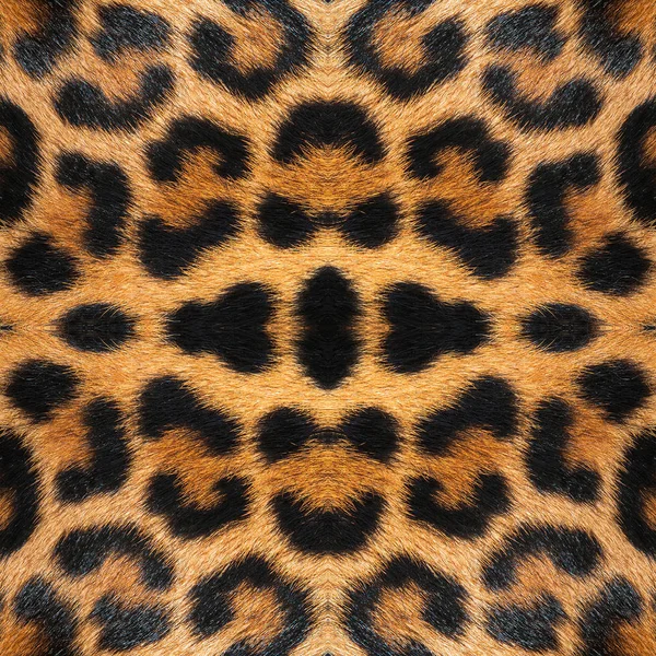 Close-up van de tijger — Stockfoto