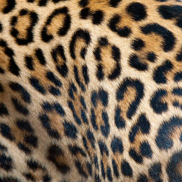 Close-up van de tijger — Stockfoto