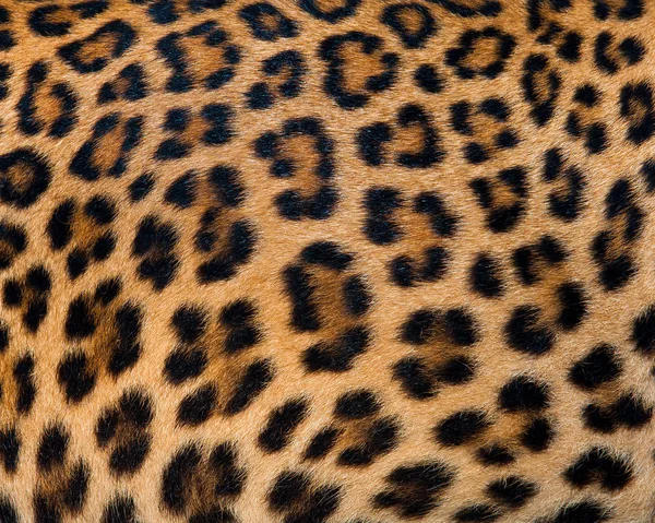 Close-up van de tijger — Stockfoto