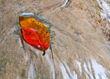 Yaprakları yere düşer düşmez.