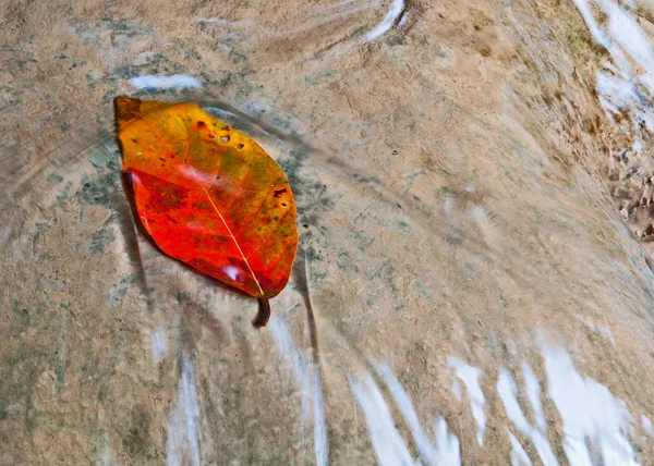 Yaprakları yere düşer düşmez.