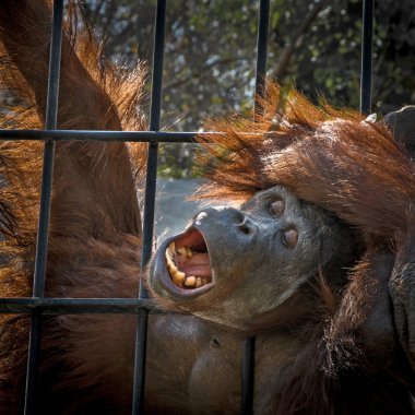 Orangutan kadar kapatın.