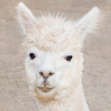 alpaka kadar kapatın