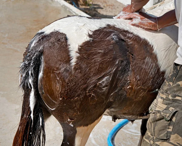 Fechar cavalo anão — Fotografia de Stock