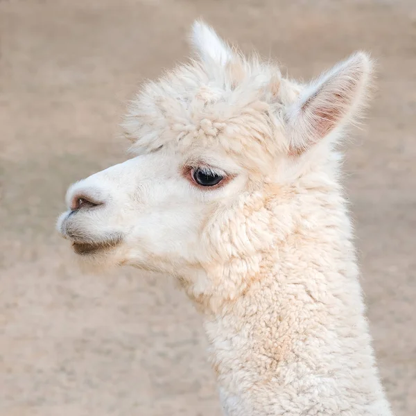 Close up alpaca — Stock Photo, Image