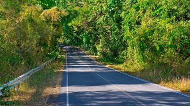  yakın çekim orman yolu