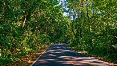  yakın çekim orman yolu