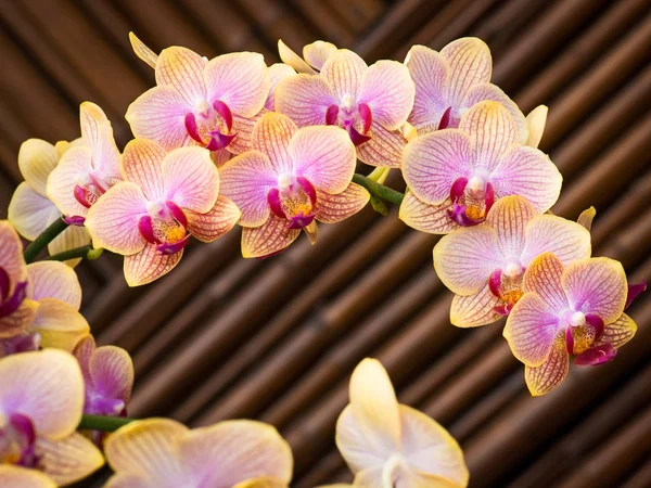 Orchidee ravvicinate . — Foto Stock