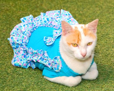 kediyi yerden kapatın