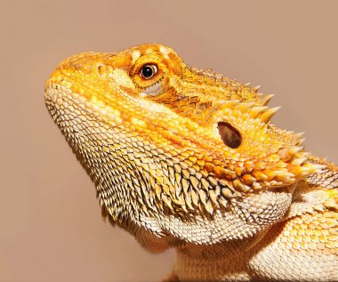 Ejderha kadar kapatın