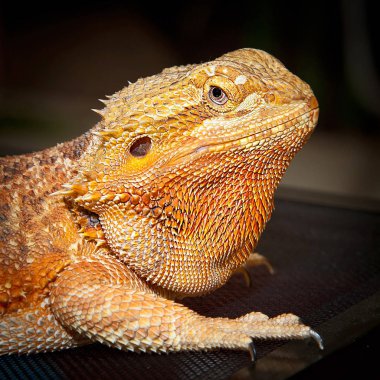 Ejderha kadar kapatın