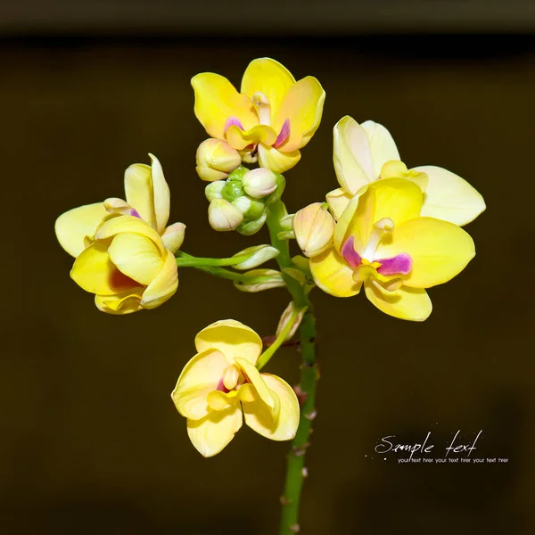 Primo piano orchidea . — Foto Stock
