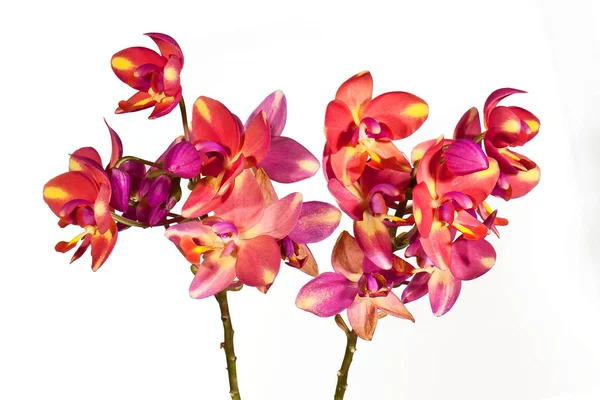 Primo piano orchidea . — Foto Stock