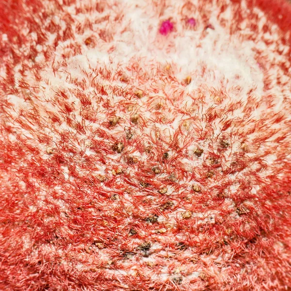 Close up cactus. — Stock Photo, Image