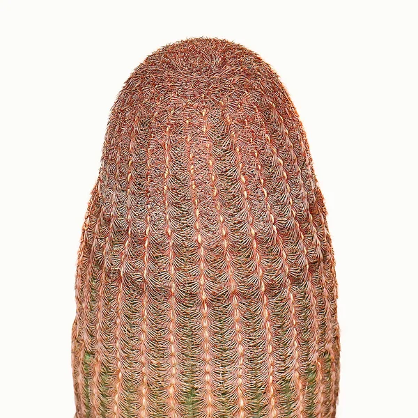 Närbild kaktus. — Stockfoto