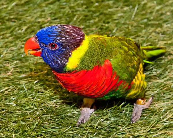 Közelről papagáj — Stock Fotó