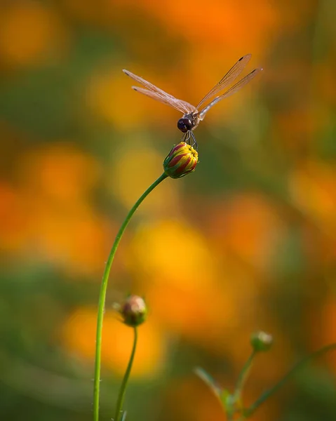 Libélula na natureza . — Fotografia de Stock