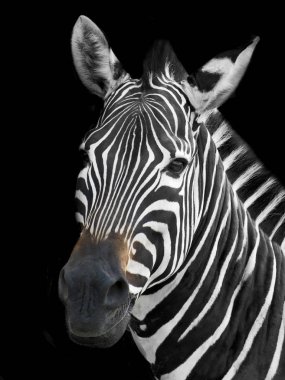 Zebra kapatmak