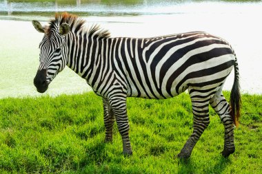 Zebra kapatmak