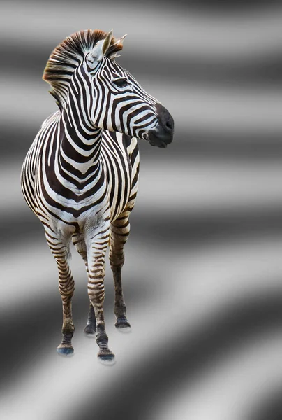 Закрыть зебру — стоковое фото