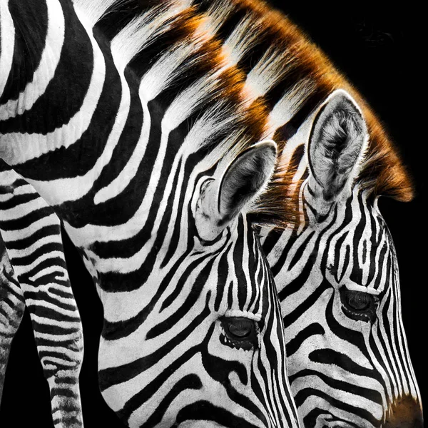 Close-up van zebra — Stockfoto