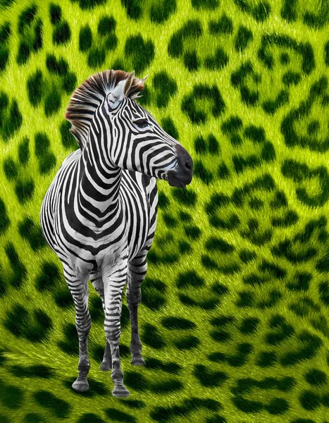 Közelről zebra — Stock Fotó