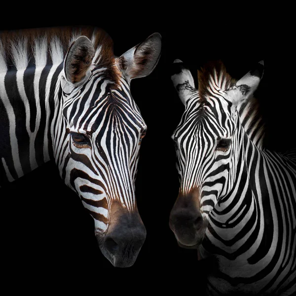 Zebra aus nächster Nähe — Stockfoto