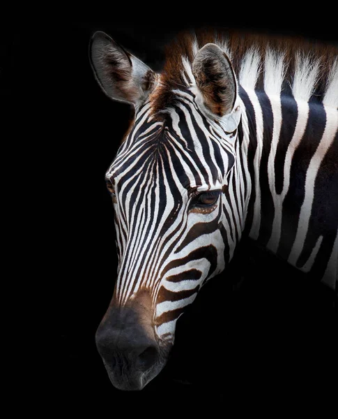 Close-up van zebra — Stockfoto