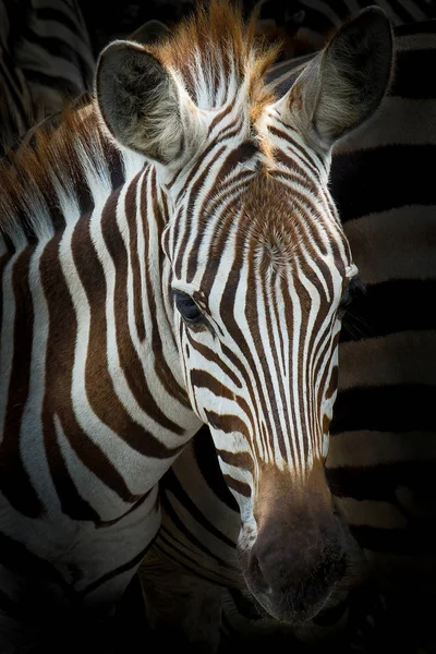 Közelről zebra — Stock Fotó