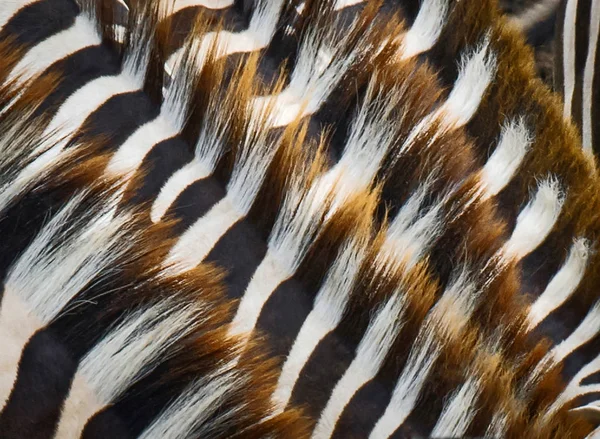 Zblízka zebra — Stock fotografie