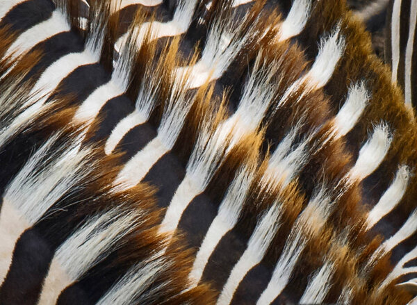 Close up zebra