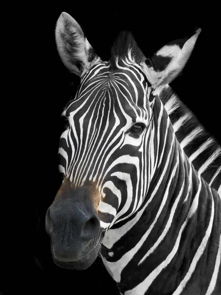 Közelről zebra — Stock Fotó