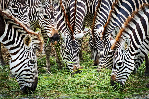 Close up zebra — Stock Photo, Image