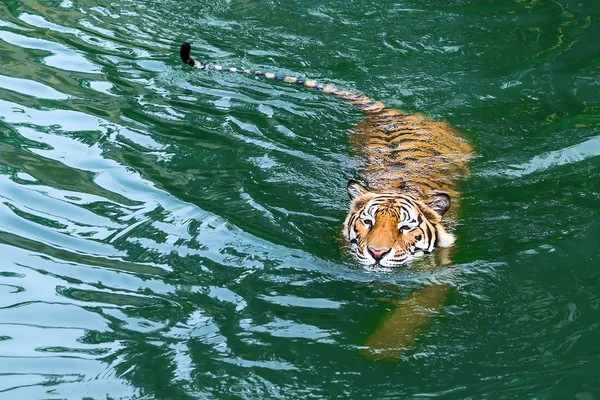 Bengal Tiger Swimming. — Stock Photo, Image