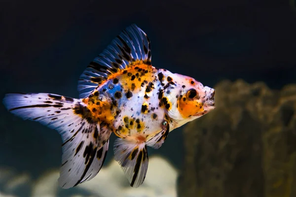 Közelről aranyhal — Stock Fotó