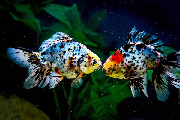 Close up goldfish — Stock Photo, Image