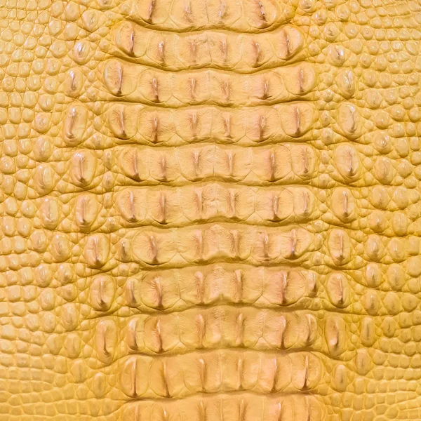 Close up crocodile — Stock Photo, Image